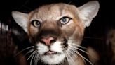 What to do if you encounter a mountain lion