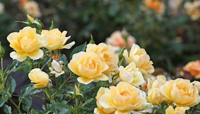 8 Plants You Should Never Grow Next to Roses