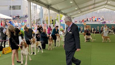 Dog Show 101: What’s what at the Westminster Kennel Club