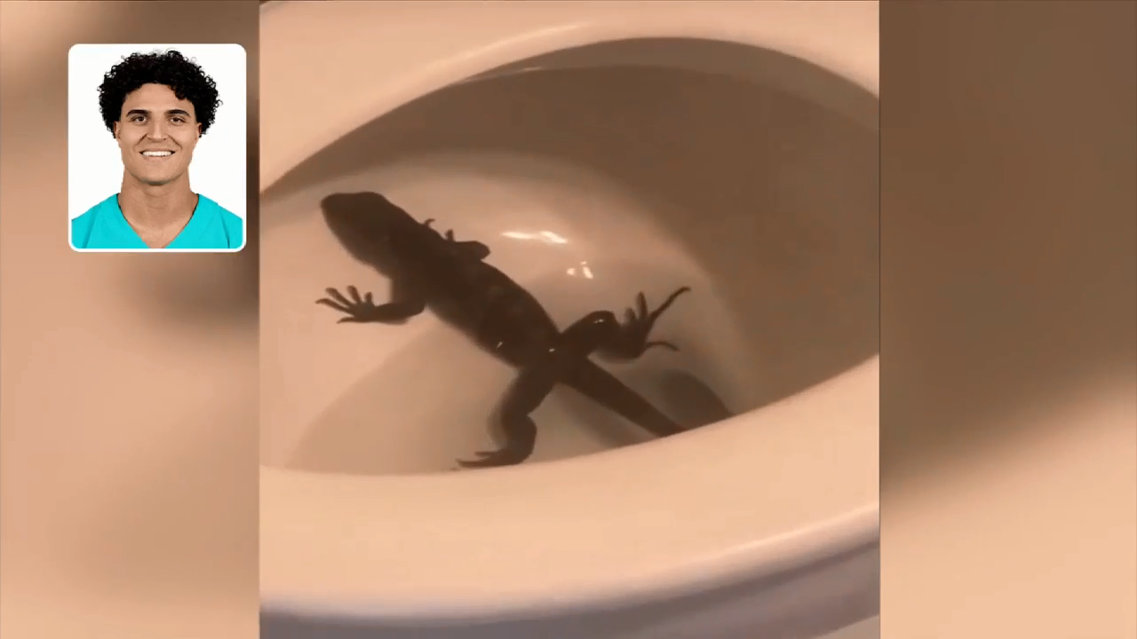 Dolphins’ Jaelan Phillips surprised to find iguana in toilet - WSVN 7News | Miami News, Weather, Sports | Fort Lauderdale