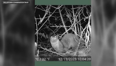 American river otter spotted in Chester County, 1st confirmed sighting in over 100 years