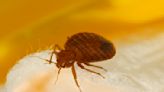 Dyson microbiologist shares top cleaning tips to beat bed bugs