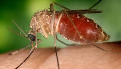 O que é a febre oropouche? Entenda a doença que tem sintomas parecidos com a dengue; Minas registrou quatro casos