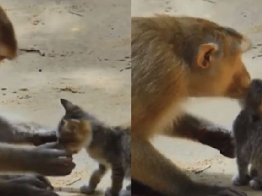 Monkey cuddles kitten and plays with its whiskers in viral video