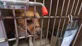 Bay Area animal shelters not accepting new dogs during dog flu outbreak
