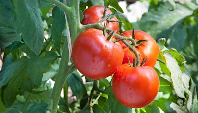 Tomatoes should never be planted near 4 crops, warns gardener - leads to trouble