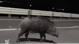 Wild boar fatally struck by private car on Castle Peak Road - Ting Kau, 2nd case in one day - Dimsum Daily
