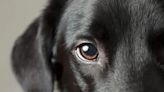 Are Dogs Color Blind?