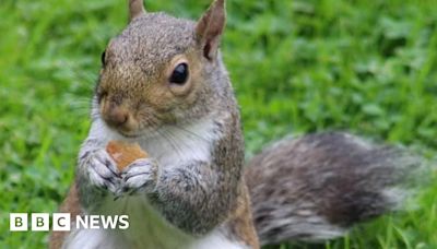 Your photos across the West Midlands: Flowers, sunset and cricket