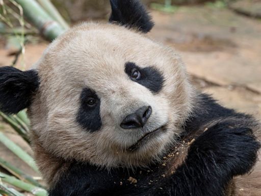 Timeline: Giant pandas at San Diego Zoo