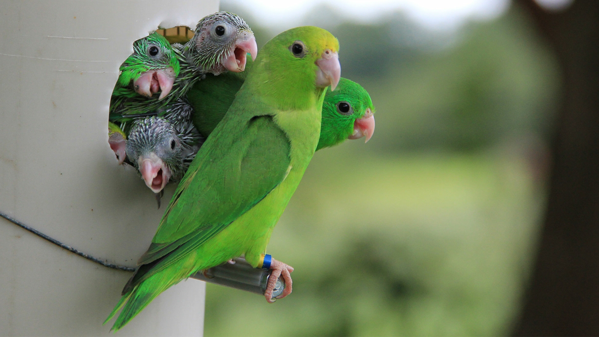Why these parrots sometimes kill each other's chicks