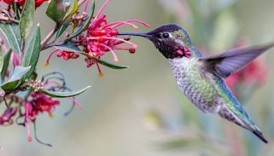 8 Predators That Hunt Hummingbirds