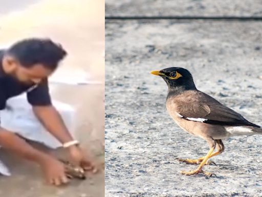 Kerala man performs CPR on bird that collapsed in middle of road. Watch video