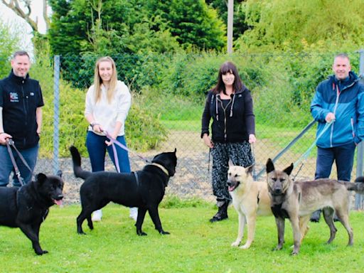 Abandoned dogs reunited with their rescuers one year on | ITV News