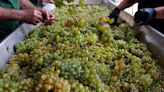 El cambio climático provoca la peor cosecha de vino en más de medio siglo