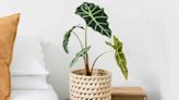 How to Grow & Care for Alocasia Polly