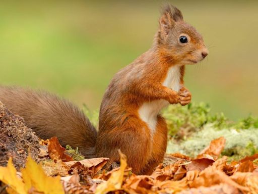 Mystery over grey squirrel in 'impossible location'