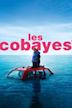 Les cobayes