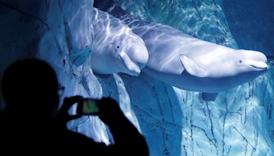 Rescatan con éxito a dos belugas de acuario de Ucrania y las trasladan a Valencia (España)