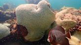 Climate change forces world’s coral reefs to undergo fourth global mass bleaching event