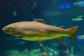 Brown trout