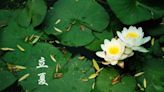 明天節氣「立夏」到 命理師曝「7生肖」百花齊放、未來有光