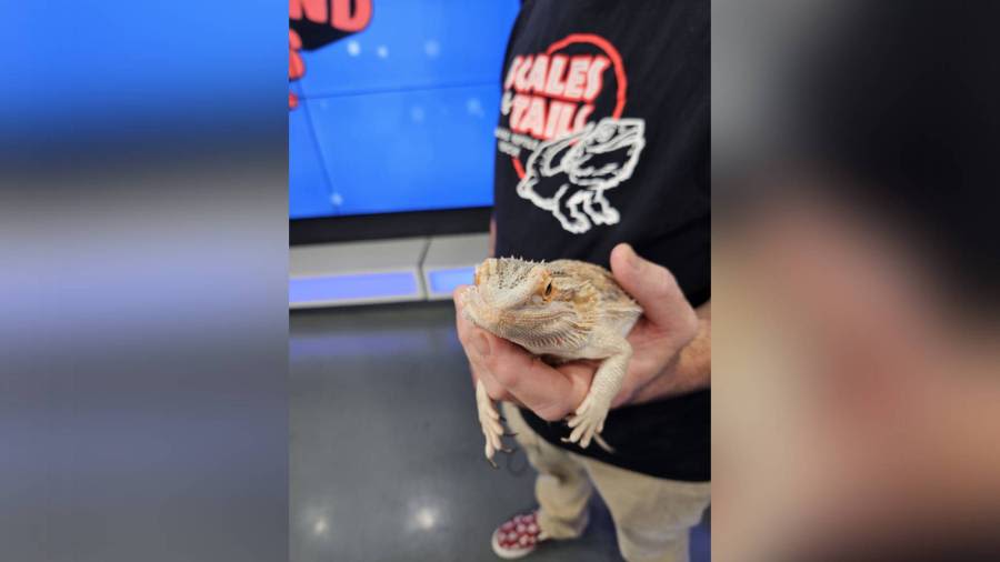 Furry Friends Friday: Meet Lizzo, a bearded dragon lizard up for adoption