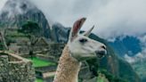 This Is How Llamas Could Be The Future Of HIV Immunity