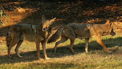 3 coyotes killed at Golden Gate Park after girl attacked