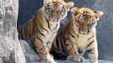 Dos cachorros de una especie de tigre en peligro de extinción dieron su primera y tierna aparición en público