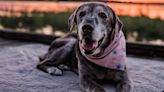 After a 19-year-old dog was surrendered at a shelter, two best friends took her in