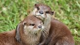 Plans to build life-saving otter hospital in North Devon