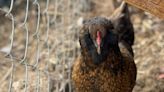 Faith and Values: Pecking order: A bantam hen's lesson in patience