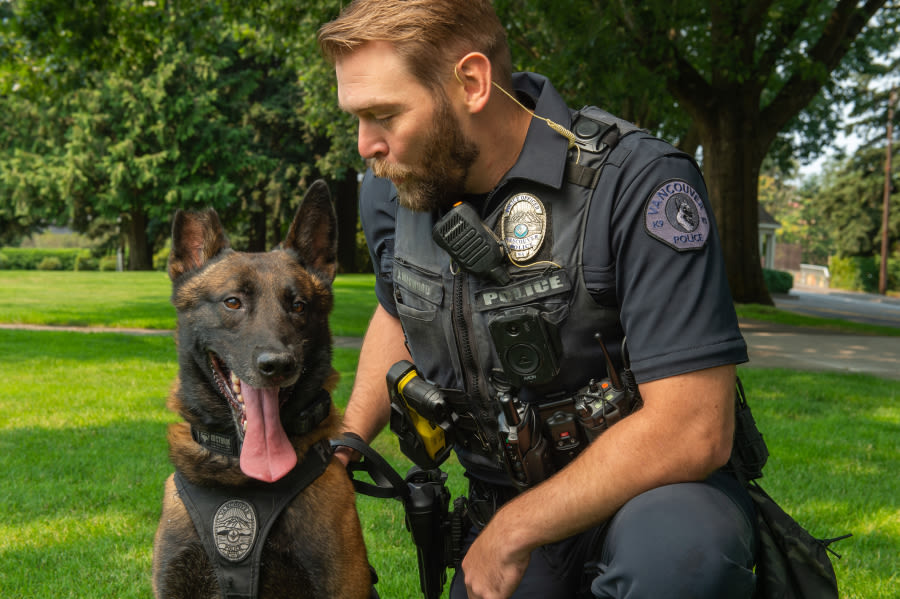 ‘Resilient’ K-9 Remi returns to work with Vancouver police after being shot in the tail