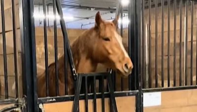 There is a horse in Canada who really loves heavy metal