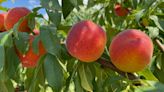 When is peach season in South Carolina? NC, Asheville fruit lovers want to know