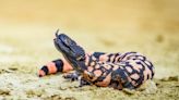 Wegovy was inspired by Gila monster venom – here are some other drugs with surprising origins