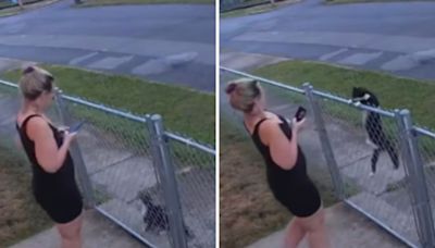 "Dog mom" chosen by desperate stray cat, who then leads her to kittens