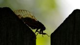 Think cicadas are weird? Check out superfans, who eat the bugs, use them in art and even striptease