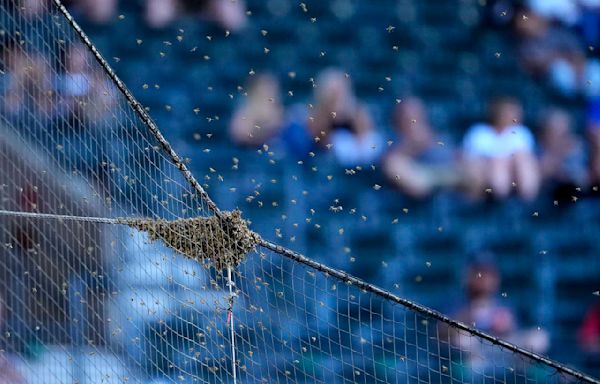 Bee Game: Dodgers and Diamondbacks delayed due to bee swarm