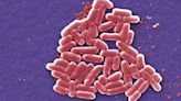 Person dies after E. coli outbreak 'spread by lettuce'