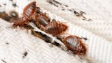 This Florida city ranks in top 10 worst for bedbugs. Here’s where you'll find those pests