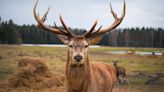 ‘Zombie deer disease’ could spread to humans as cases surge across US