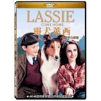 合友唱片 面交 自取 靈犬萊西 伊麗莎白泰勒 DVD Lassie Come Home