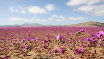 La Nación / Desierto de Atacama está cubierto de flores tras inusuales lluvias