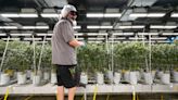 Does Ohio have too much marijuana? Medical cannabis industry wary of growth as demand lags