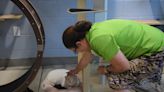 Longboat Chamber tours the Humane Society of Sarasota County | Your Observer