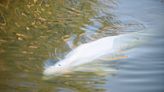 "Last-chance operation" to save a beluga stranded in a French river