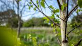 Best planting season yet for Northern Forest as 1.9m trees go in the ground