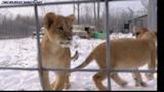 Orphan lion cubs rescued from Ukraine play in fluffy snow